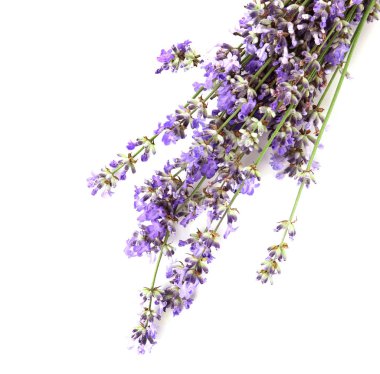 Beyaz arkaplanda güzel lavanta çiçekleri