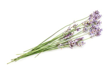 Beyaz arkaplanda güzel lavanta çiçekleri