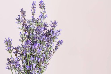 Açık arkaplanda güzel lavanta çiçekleri