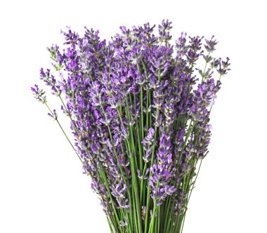 Beyaz arkaplanda güzel lavanta çiçekleri