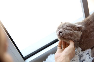 Kadın evde pencere yakınında kedi okşayarak
