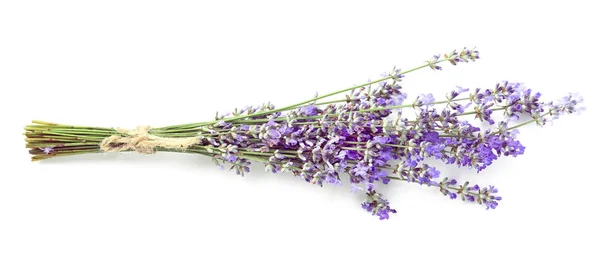 Beautiful lavender flowers on white background — Stock Photo, Image