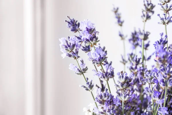 Bunch of beautiful lavender flowers, closeup — Stock Photo, Image