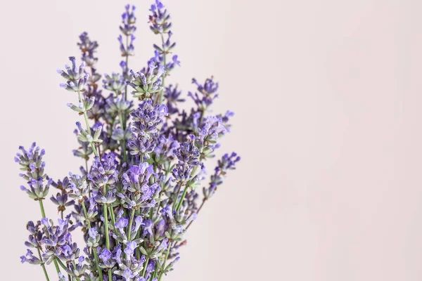 Lindas flores de lavanda no fundo claro — Fotografia de Stock