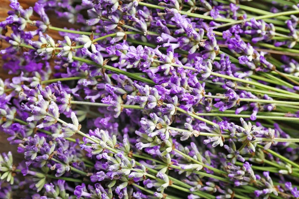 Demet güzel lavanta çiçekleri, yakın çekim