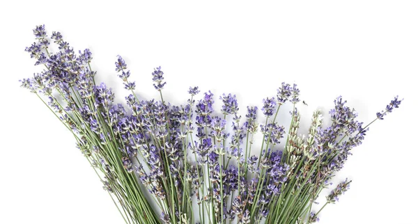 Beyaz arkaplanda güzel lavanta çiçekleri