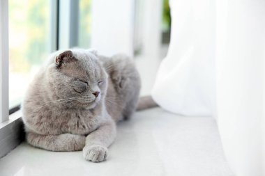Evde pencere eşik sevimli kedi