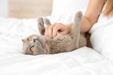 Yatakta sahibi ile sevimli kedi