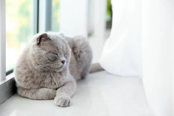 Cute cat on window sill at home — Stock Photo, Image