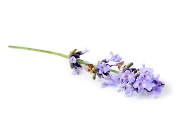 Beautiful lavender flowers on white background