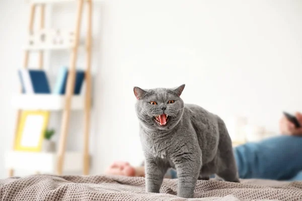 Cute cat on bed at home — Stock Photo, Image