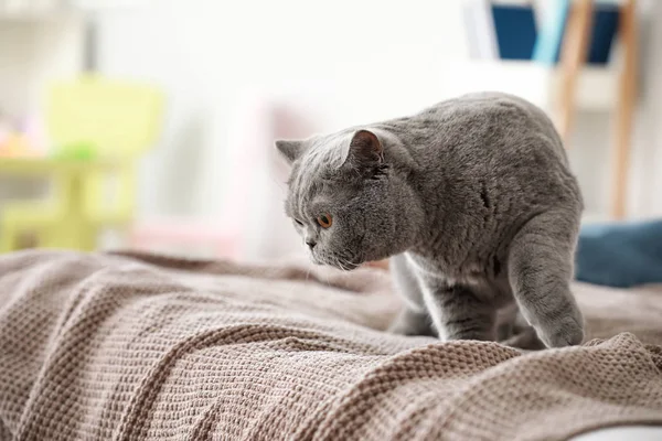 Cute cat on bed at home — Stock Photo, Image