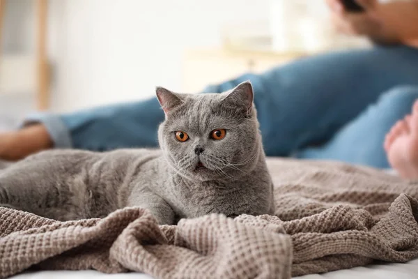 Cute cat lying on bed at home — Stock Photo, Image