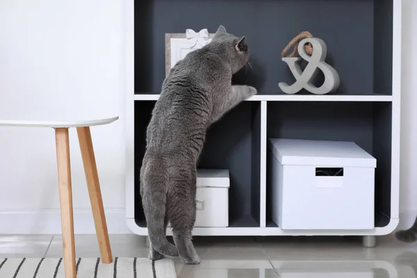 Любопытный милый кот дома — стоковое фото