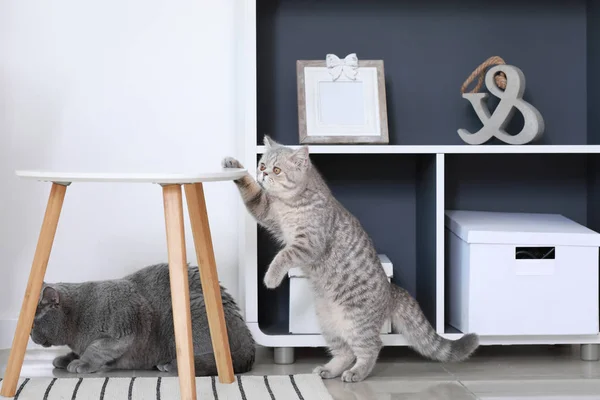 Curious cute cats at home — Stock Photo, Image