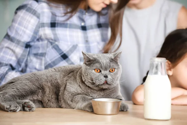 Cute cat lying on table in kitchen — Stock Photo, Image