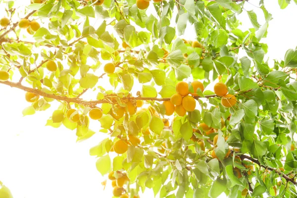 Branches with ripe apricots on summer day — Stock Photo, Image