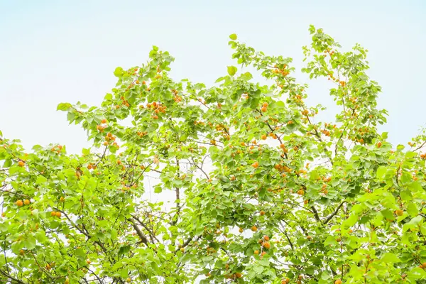 Green tree with sweet apricots outdoors — Stock Photo, Image