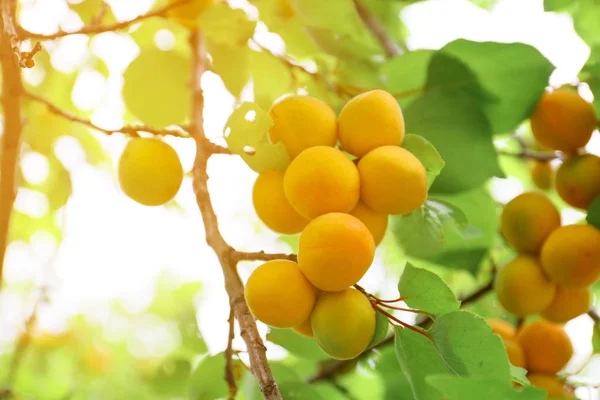 Ветка с спелыми абрикосами в летний день — стоковое фото