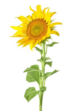 Beyaz arka planda güzel bir ayçiçeği