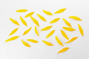 Beyaz arka planda birçok ayçiçeği yaprakları