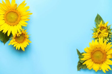 Renkli arkaplanda güzel ayçiçekleri