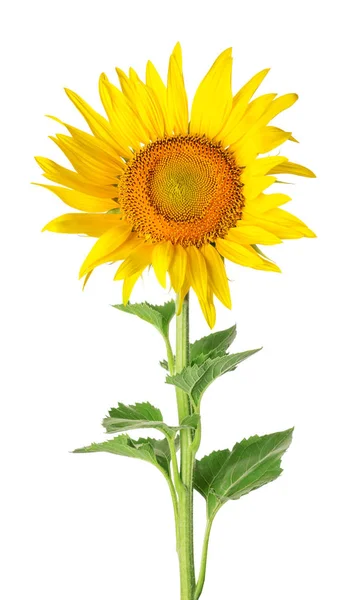 Beautiful sunflower on white background — Stock Photo, Image