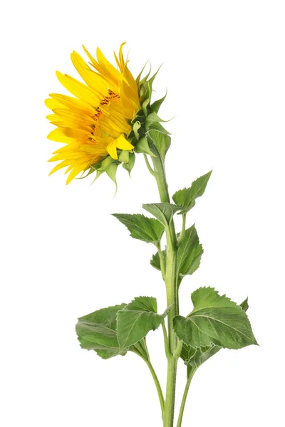 Hermoso girasol sobre fondo blanco — Foto de Stock