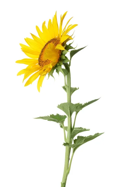 Bunga matahari yang indah pada latar belakang putih — Stok Foto