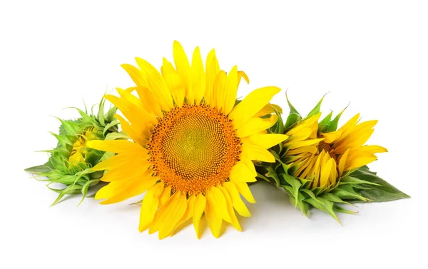 Hermosos girasoles sobre fondo blanco — Foto de Stock