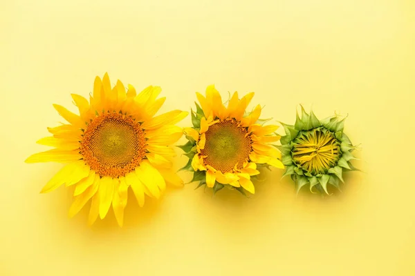 Piękne słoneczniki na tle koloru — Zdjęcie stockowe
