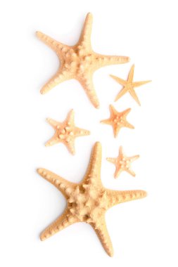 Beyaz arka planda güzel denizyıldızları