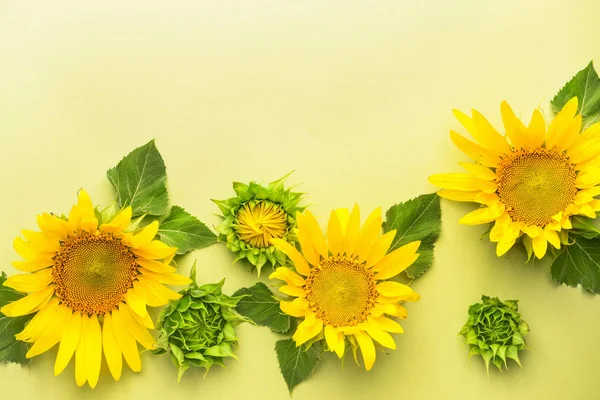 Schöne Sonnenblumen auf farbigem Hintergrund — Stockfoto