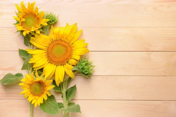 Beautiful sunflowers on wooden background — Stock Photo, Image