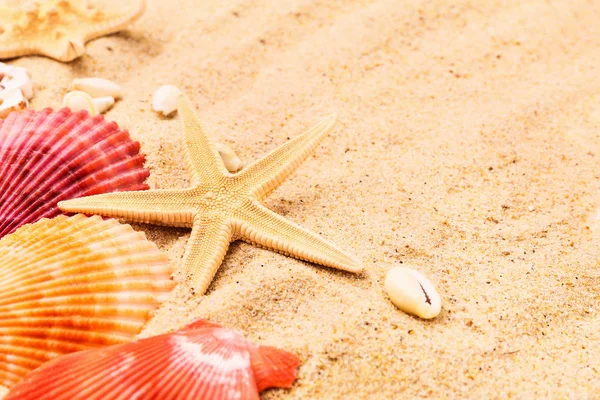 Beautiful sea shells and starfish on beach sand — Stock Photo, Image