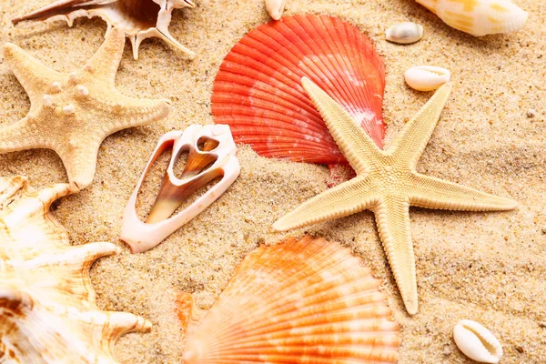 Beautiful sea shells and starfishes on beach sand — Stock Photo, Image