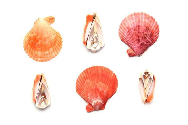 Hermosas conchas marinas sobre fondo blanco —  Fotos de Stock