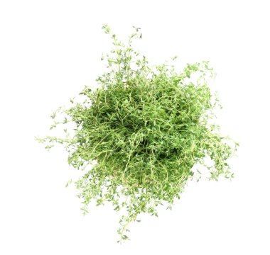 Beyaz arkaplanda taze kekik otu