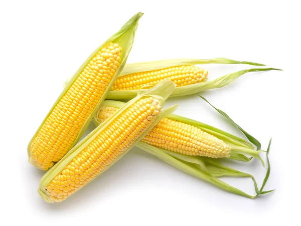 Pannocchie di mais fresco su sfondo bianco — Foto Stock