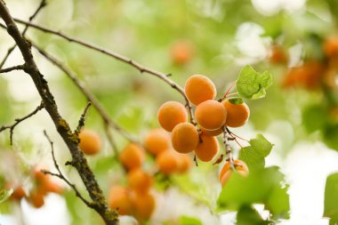 Bahçede ağaç üzerinde olgun kayısı ile Şube