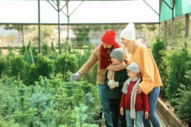 Serada Noel ağacı nı seçen aile