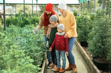 Serada Noel ağacı nı seçen aile