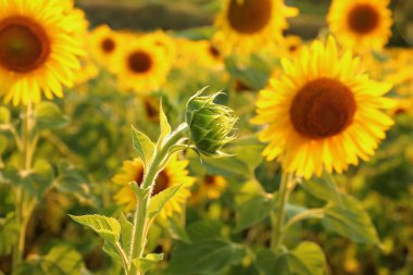 Yaz gününde güzel ayçiçeği tarlası