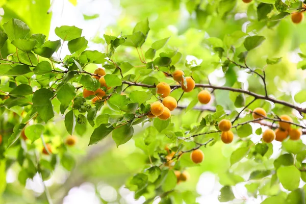 Гілки з стиглими абрикосами на дереві в саду — стокове фото