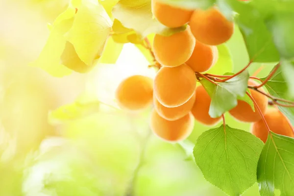 Branch with ripe apricots on tree in garden — Stock Photo, Image