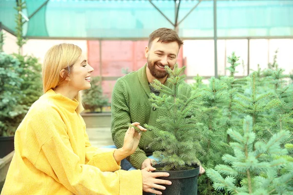 Pareja feliz eligiendo el árbol de Navidad en invernadero — Foto de Stock