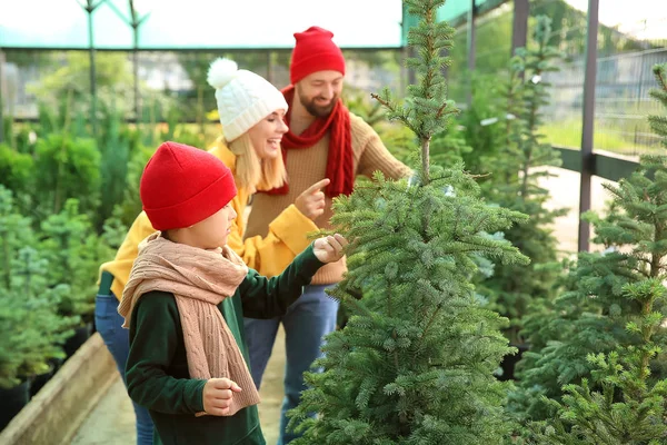 Familia eligiendo árbol de Navidad en invernadero — Foto de Stock