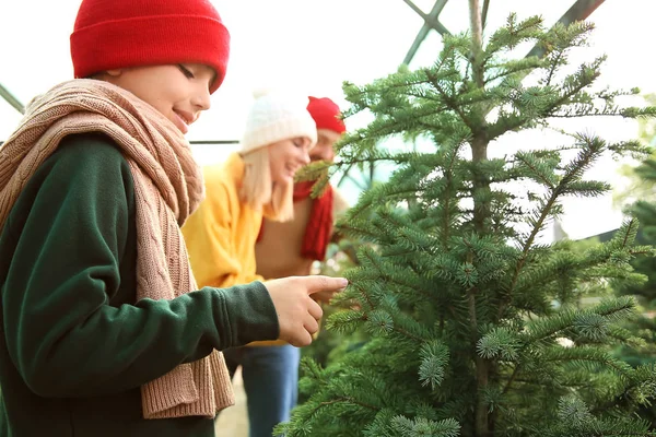 Family choosing Christmas tree in greenhouse