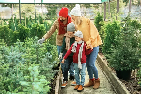 Familia eligiendo árbol de Navidad en invernadero — Foto de Stock