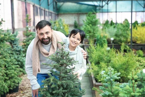 Padre e hijo eligen árbol de Navidad en invernadero — Foto de Stock